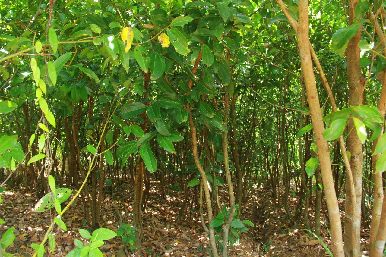 فيلا Mirissa Eco Hills المظهر الخارجي الصورة